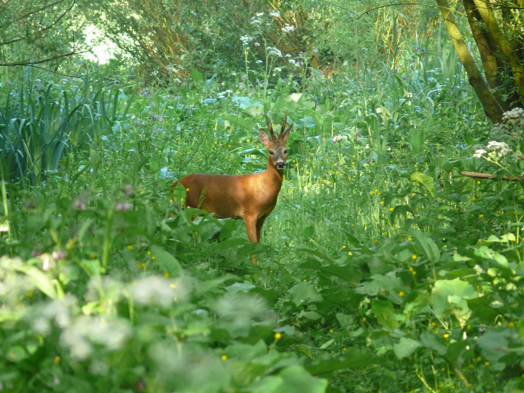 De Brabantse Biesbosch Ξενοδοχείο Werkendam Εξωτερικό φωτογραφία